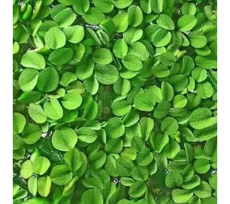 Salvinia natans Floating Aquarium Plant