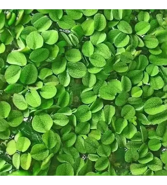 Salvinia natans Floating Aquarium Plant