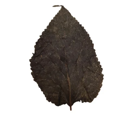 BETTA CHOICE MULBERRY LEAVES X 10