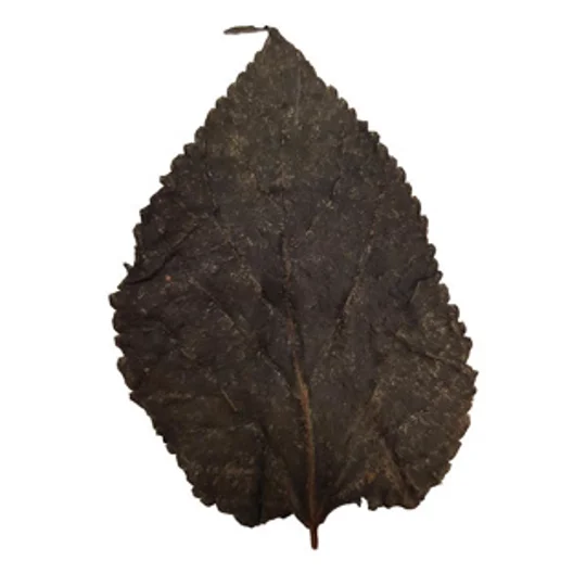 BETTA CHOICE MULBERRY LEAVES X 10