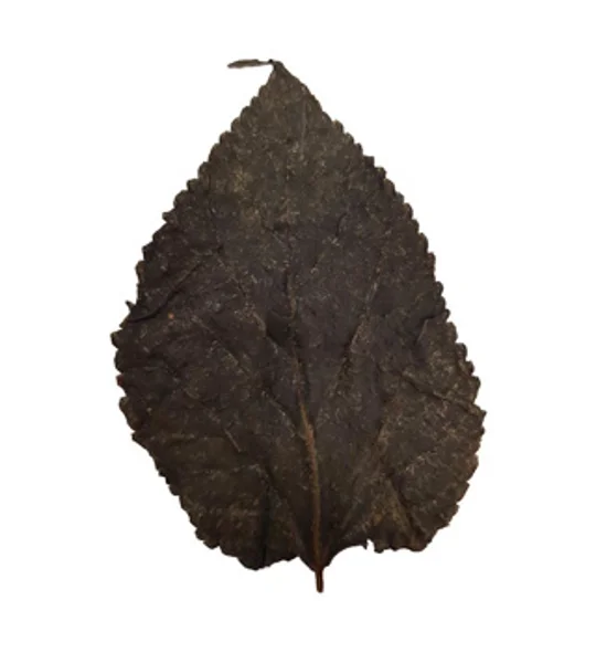 BETTA CHOICE MULBERRY LEAVES X 10
