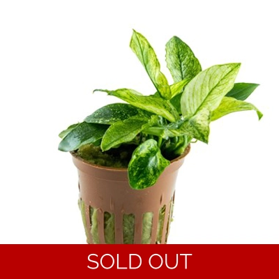 Anubias barteri var. nana ’Pinto’