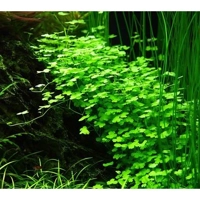 Hydrocotyle tripartita 1-2-Grow