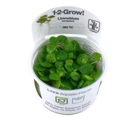 Limnobium laevigatum 1-2-Grow