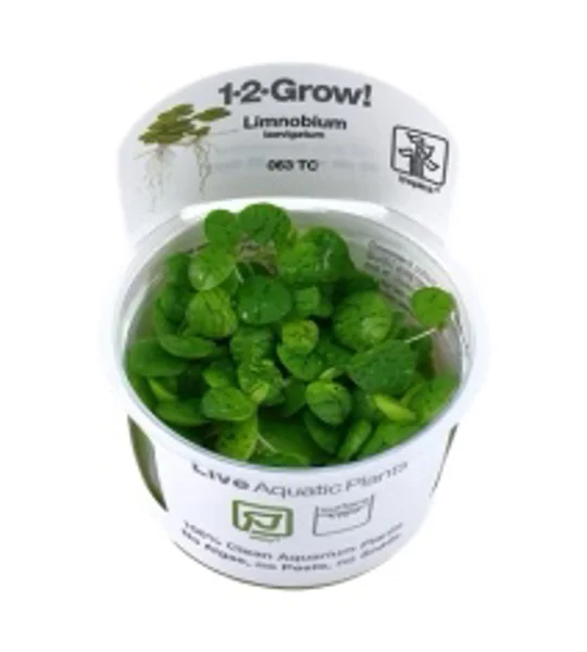 Limnobium laevigatum 1-2-Grow