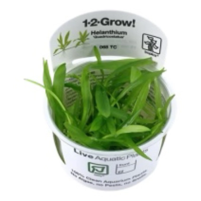 Helanthium bolivianum 'Quadricostatus' 1-2-Grow