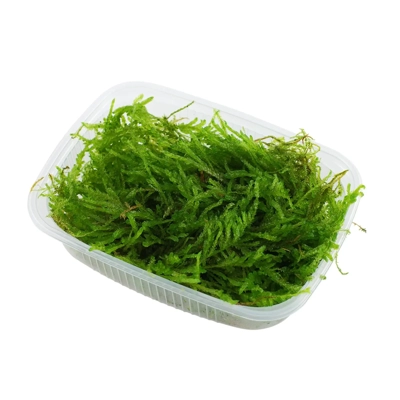 Vesicularia ferriei (Weeping Moss) portion Vesicularia ferriei (Weeping Moss) portion