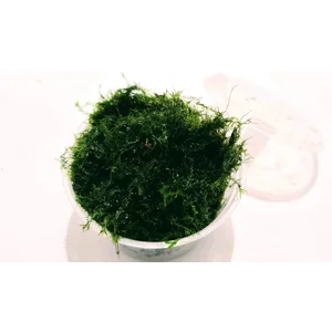 Moss