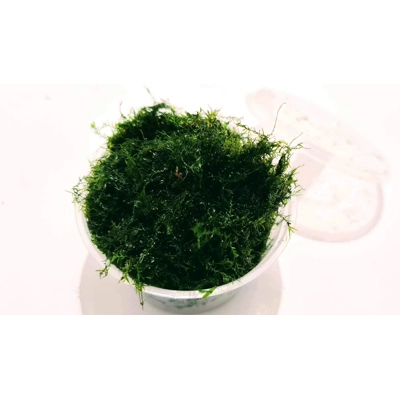Fissiden fontanus (phoenix moss) cup Fissiden fontanus (phoenix moss) cup
