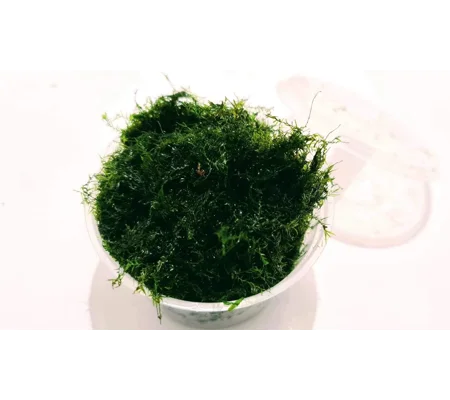 Fissiden fontanus (phoenix moss) cup