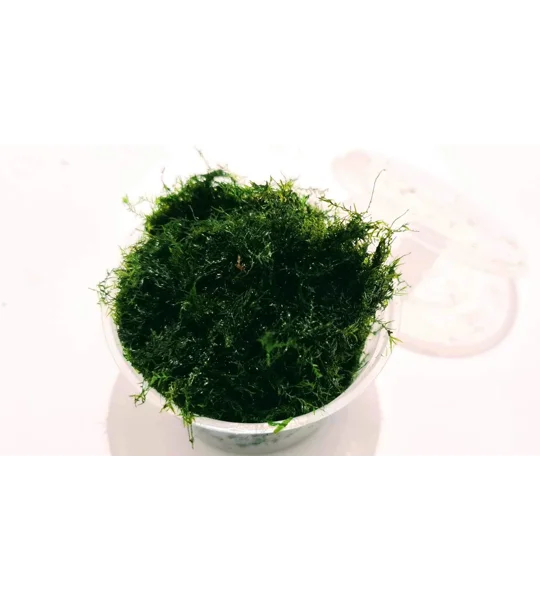 Fissiden fontanus (phoenix moss) cup