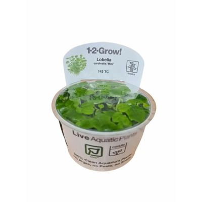 Lobelia cardinalis 'Min..