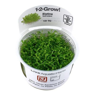 Elatine hydropiper 1-2-Grow