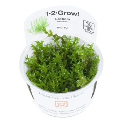 Gratiola viscidula 1-2-Grow