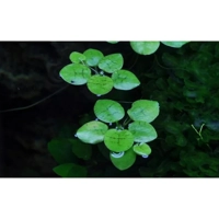 Limnobium laevigatum 1-2-Grow