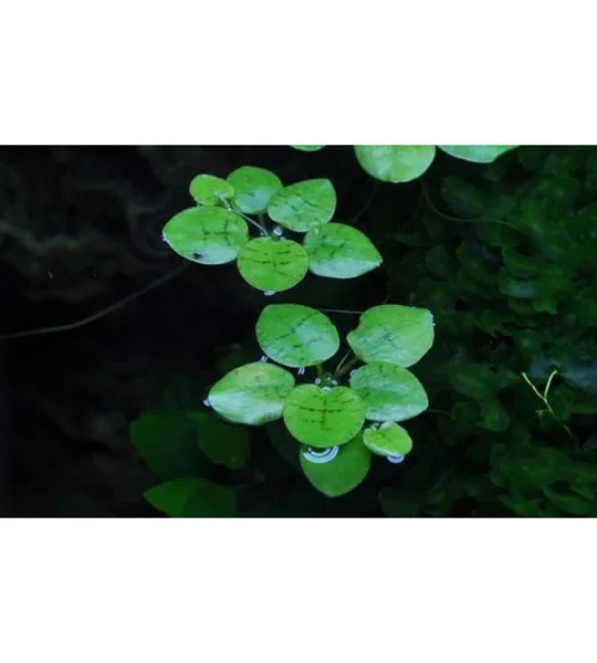 Limnobium laevigatum 1-2-Grow