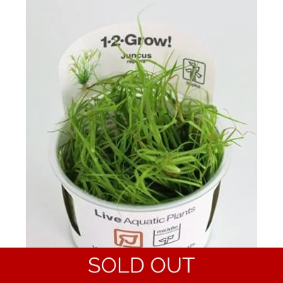 Juncus repens 1-2-Grow