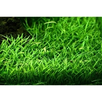 Lilaeopsis brasiliensis 1-2-Grow