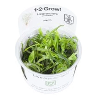 Heteranthera zosterifolia 1-2-Grow
