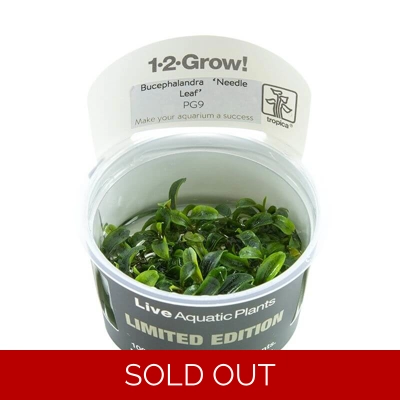 Bucephalandra sp. 'Need..