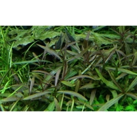 Hygrophila lancea 'Araguaia' 1-2-Grow