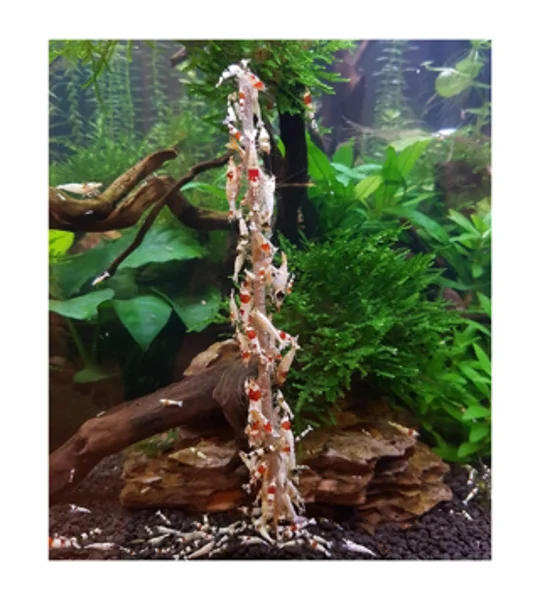 SHRIMP STICK ASTAXANTHIN 10PCS