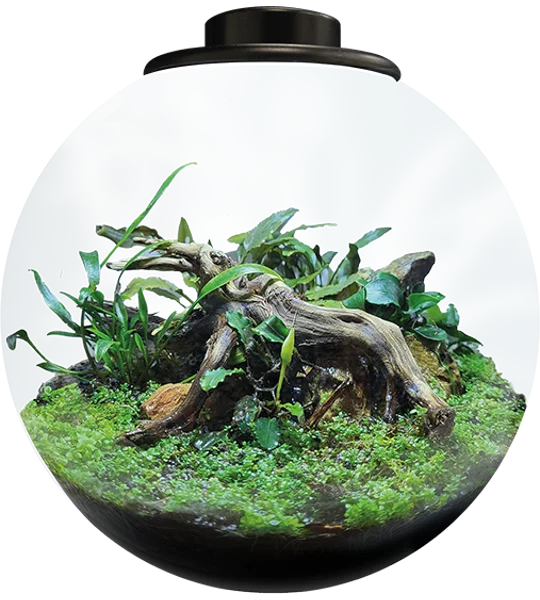 Superfish BioArt Bowl Terrarium Black 225mm