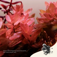 2Hr Aquarist APT Jazz 18 pack