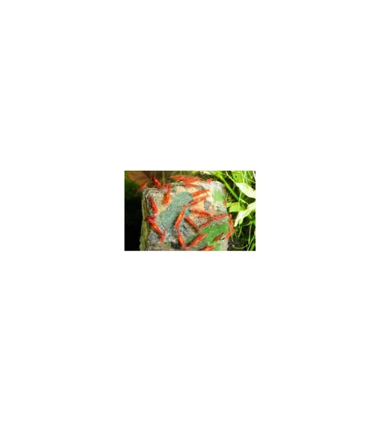 Shrimp King Yummy Gum Putty 50g