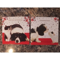 BORDER COLLIE & KITTEN KING CHARL..