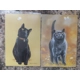 BLACK / GREY BLUE CAT GREETINGS CARD BLANK INSIDE