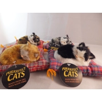 Sleeping Cat on Cushion * Choice ..