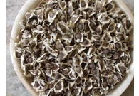 Miracle Tree Moringa Seeds 10