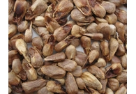 Noni Seeds 25