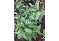 Custom Mix - Moringa / Paniculta /Andr..
