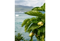 Noni Powder 5 lb - Medicine of the GOD..