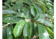 Limited Availability - Organic Pure Po..