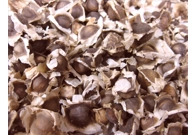 Moringa Seeds - Organic Pure Rainfores..
