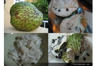 Soursop, Guarbana, Graviola Seeds 10  ..