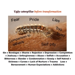 Caterpillar/Butterfly 2 Side..