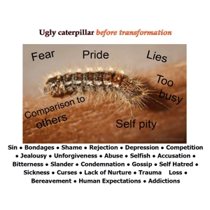 Caterpillar/Butterfly 2 Side..