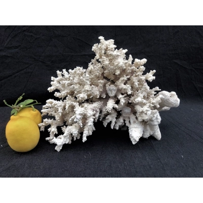 White very large natural sea coral tree coral reef coral branch interior design decor 2460 gr