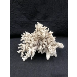 White very large natural sea coral tree coral reef coral branch interior design decor 2460 gr