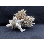 White very large natural sea coral tree coral reef coral branch interior design decor 2460 gr