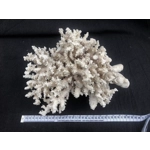 White very large natural sea coral tree coral reef coral branch interior design decor 2460 gr