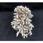 White very large natural sea coral tree coral reef coral branch interior design decor 2460 gr