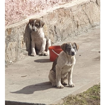 Donation for flea & tick treatments