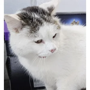 Casper - Annual booster vaccination 2026