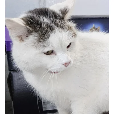 Casper - Annual booster vaccination 2026