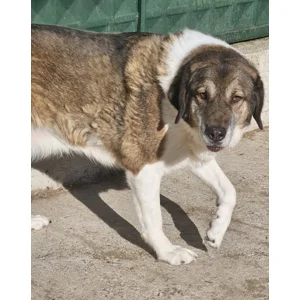 Eowyn - Annual booster vaccination 2026